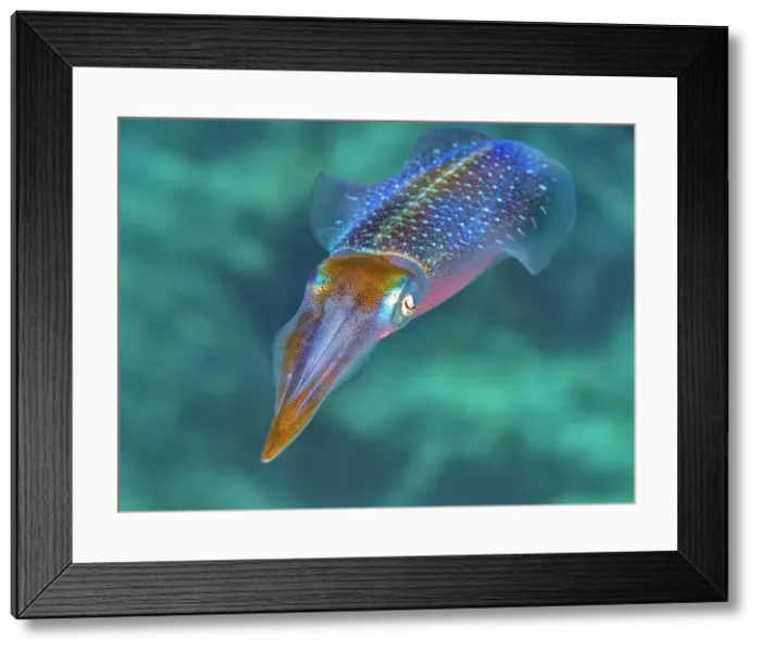 Framed Print : Caribbean Reef Squid (Sepioteuthis sepioidea), Grand Cayman, Cayman Islands, British West indies Framed Print : Caribbean Reef Squid (Sepioteuthis sepioidea), Grand Cayman, Cayman Islands, British West indies