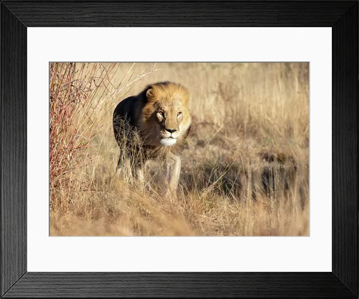 Framed Print : Lion male, Okonjima Nature Reserve, Namibia Framed Print : Lion male, Okonjima Nature Reserve, Namibia
