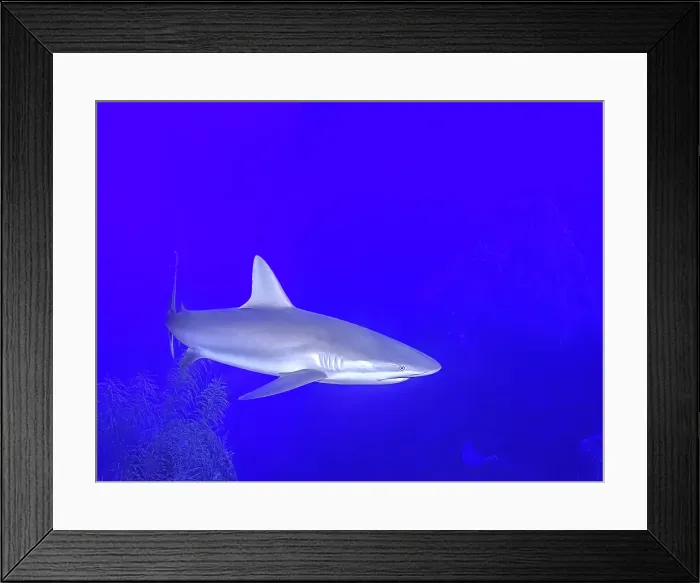Framed Print : Caribbean Reef Shark (Carcharhinus perezii), Grand Cayman, Cayman Islands, British West Indies Framed Print : Caribbean Reef Shark (Carcharhinus perezii), Grand Cayman, Cayman Islands, British West Indies