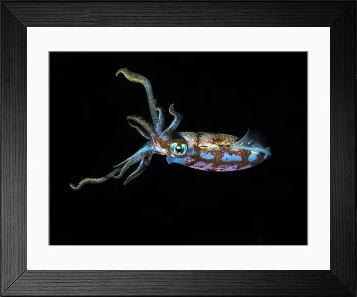 Framed Print : Caribbean Reef Squid (Sepioteuthis sepioidea), Grand Cayman, Cayman Islands, British West Indies Framed Print : Caribbean Reef Squid (Sepioteuthis sepioidea), Grand Cayman, Cayman Islands, British West Indies