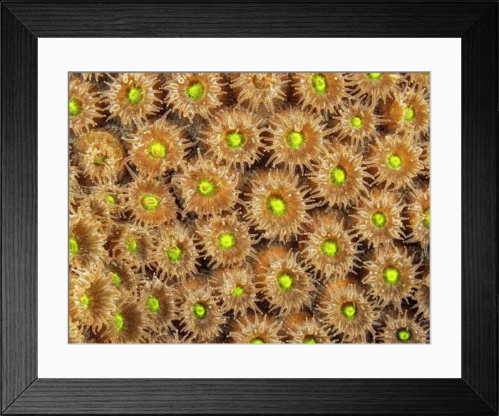Framed Print : Great Star Coral (Montastraea cavernosa) with polyps extended while feeding at night, Grand Cayman, Cayman Islands, British West Indies