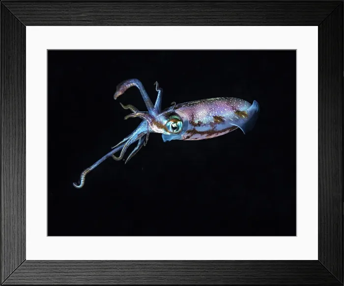 Framed Print : Caribbean Reef Squid (Sepioteuthis sepioidea), Grand Cayman, Cayman Islands, British West Indies Framed Print : Caribbean Reef Squid (Sepioteuthis sepioidea), Grand Cayman, Cayman Islands, British West Indies
