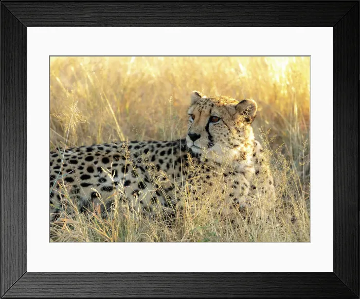 Framed Print : Cheetah laying in grass, Okonjima Nature Reserve, Namibia