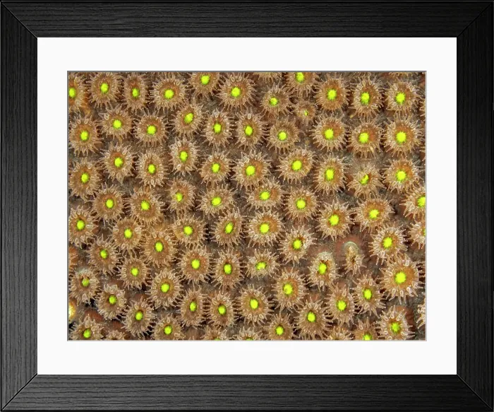 Framed Print : Great Star Coral (Montastraea cavernosa) with polyps extended while feeding at night, Grand Cayman, Cayman Islands, British West Indies Framed Print : Great Star Coral (Montastraea cavernosa) with polyps extended while feeding at night, Grand Cayman, Cayman Islands, British West Indies