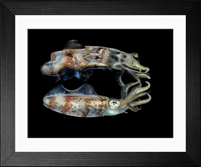 Framed Print : Caribbean Reef Squid (Sepioteuthis sepioidea), Grand Cayman, Cayman Islands, British West Indies Framed Print : Caribbean Reef Squid (Sepioteuthis sepioidea), Grand Cayman, Cayman Islands, British West Indies