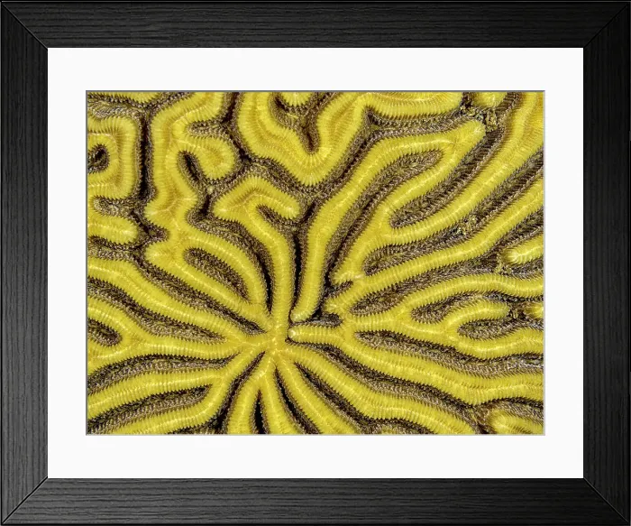 Framed Print : Symmetrical Brain Coral (Pseudodiploria strigosa), Grand Cayman, Cayman Islands, British West Indies Framed Print : Symmetrical Brain Coral (Pseudodiploria strigosa), Grand Cayman, Cayman Islands, British West Indies