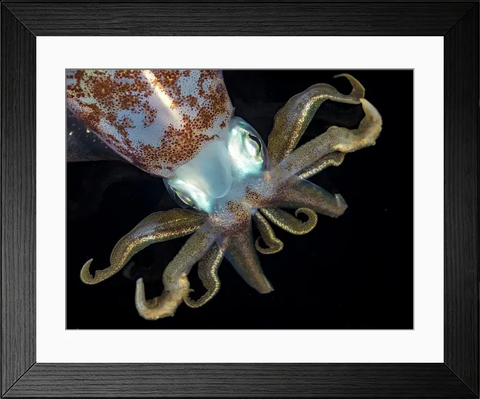 Framed Print : Caribbean Reef Squid (Sepioteuthis sepioidea), Grand Cayman, Cayman Islands, British West Indies Framed Print : Caribbean Reef Squid (Sepioteuthis sepioidea), Grand Cayman, Cayman Islands, British West Indies