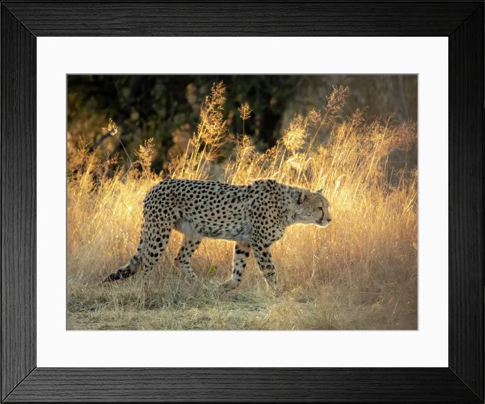 Framed Print : Cheetah walking through grassland at sunrise, Okonjima Nature Reserve, Namibia Framed Print : Cheetah walking through grassland at sunrise, Okonjima Nature Reserve, Namibia