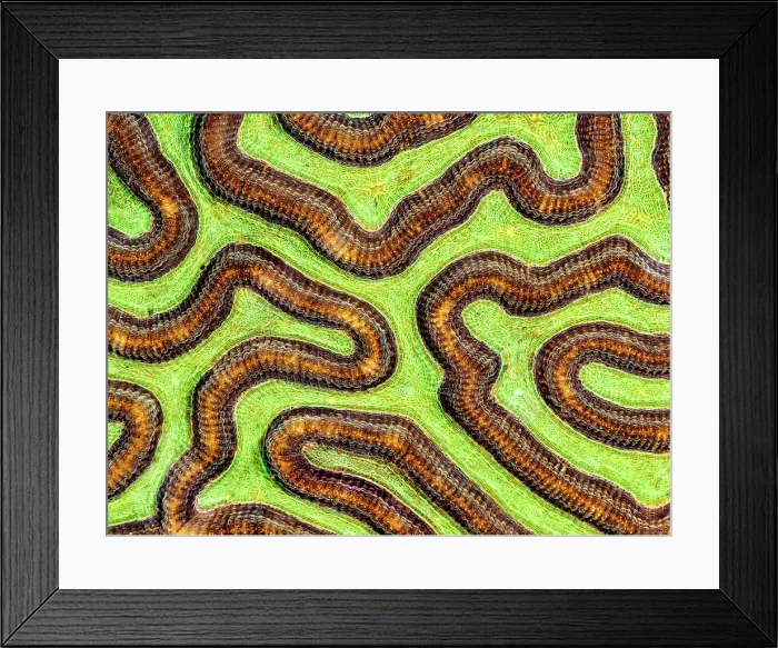Framed Print : Symmetrical Brain Coral (Pseudodiploria strigosa), Grand Cayman, Cayman Islands, British West Indies Framed Print : Symmetrical Brain Coral (Pseudodiploria strigosa), Grand Cayman, Cayman Islands, British West Indies