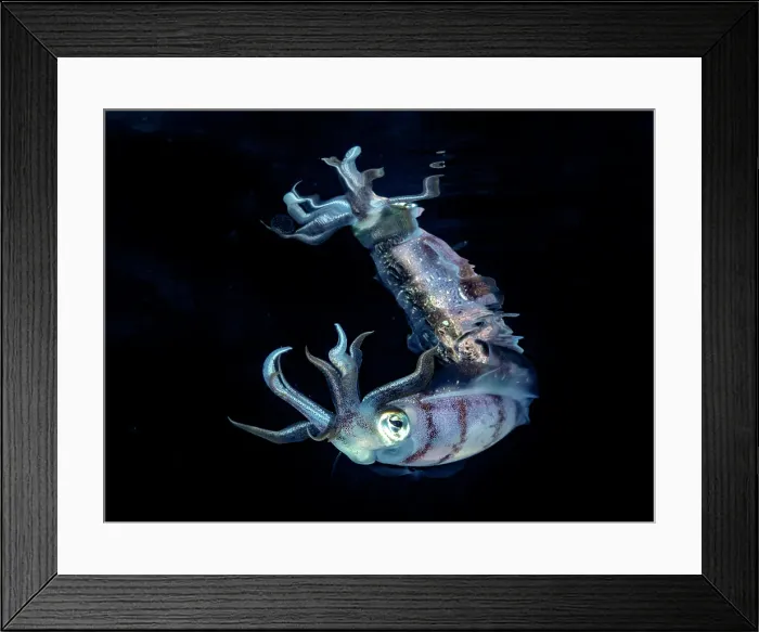 Framed Print : Caribbean Reef Squid (Sepioteuthis sepioidea), Grand Cayman, Cayman Islands, British West Indies Framed Print : Caribbean Reef Squid (Sepioteuthis sepioidea), Grand Cayman, Cayman Islands, British West Indies