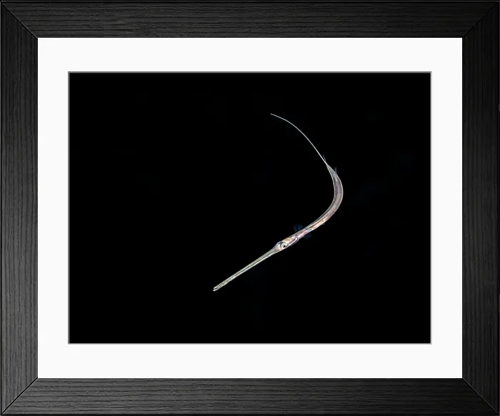 Framed Print : Cornetfish (Fistularia tabacaria) at night during a black water dive on Grand Cayman, Cayman Islands, British West Indies Framed Print : Cornetfish (Fistularia tabacaria) at night during a black water dive on Grand Cayman, Cayman Islands, British West Indies