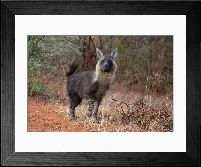 Framed Print : Brown Hyena, Okonjima Nature Reserve, Namibia Framed Print : Brown Hyena, Okonjima Nature Reserve, Namibia