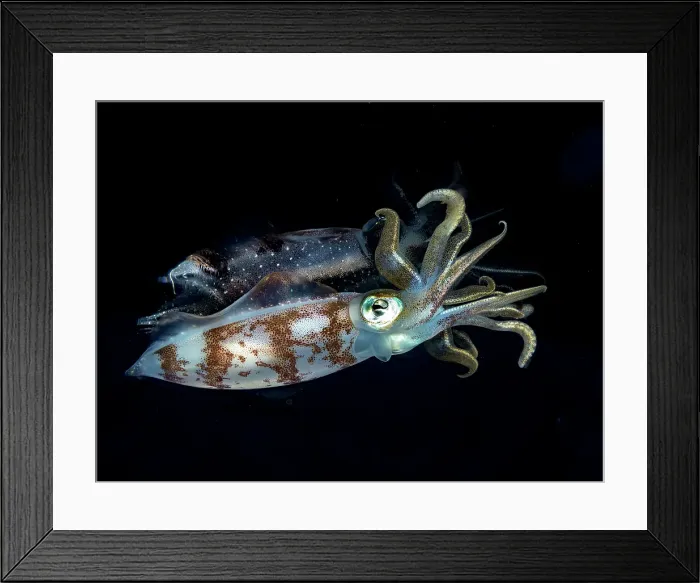 Framed Print : Caribbean Reef Squid (Sepioteuthis sepioidea), Grand Cayman, Cayman Islands, British West Indies Framed Print : Caribbean Reef Squid (Sepioteuthis sepioidea), Grand Cayman, Cayman Islands, British West Indies
