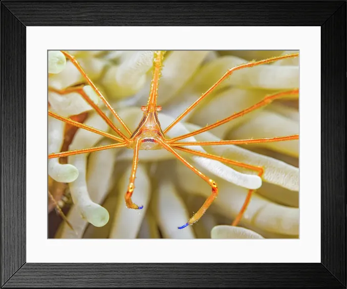 Framed Print : Yellowline Arrow Crab (Stenorhynchus seticornis), Grand Cayman, Cayman Islands, British West Indies