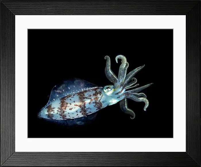 Framed Print : Caribbean Reef Squid (Sepioteuthis sepioidea), Grand Cayman, Cayman Islands, British West Indies