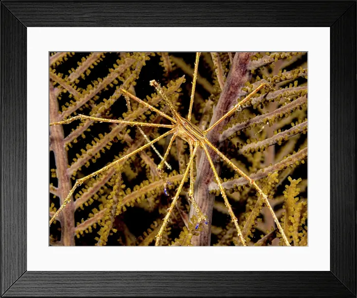 Framed Print : Yellowline Arrow Crab (Stenorhynchus seticornis) in sea plume, Grand Cayman, Cayman Islands, British West Indies Framed Print : Yellowline Arrow Crab (Stenorhynchus seticornis) in sea plume, Grand Cayman, Cayman Islands, British West Indies