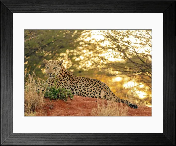 Framed Print : Leopard female relaxing after feeding, Okonjima Nature Reserve, Namibia Framed Print : Leopard female relaxing after feeding, Okonjima Nature Reserve, Namibia