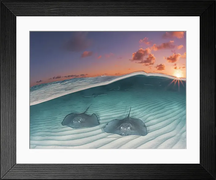 Framed Print : Southern Stingray (Dasyatis americana) over-under split image at the Stingray City sandbar in North Sound on Grand Cayman, Cayman Islands, British West Indies Framed Print : Southern Stingray (Dasyatis americana) over-under split image at the Stingray City sandbar in North Sound on Grand Cayman, Cayman Islands, British West Indies