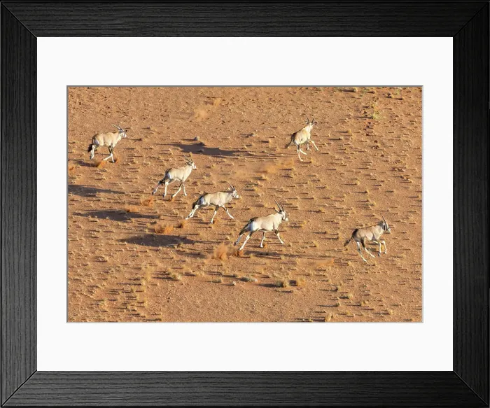 Framed Print : Oryx running across a sandy plain, Namib Naukluft Park, Namib Desert, Namibia Framed Print : Oryx running across a sandy plain, Namib Naukluft Park, Namib Desert, Namibia