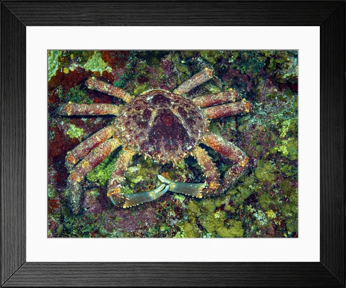 Framed Print : Channel Clinging Crab (Mithrax spinosissimus), Grand Cayman, Cayman Islands, British West Indies Framed Print : Channel Clinging Crab (Mithrax spinosissimus), Grand Cayman, Cayman Islands, British West Indies