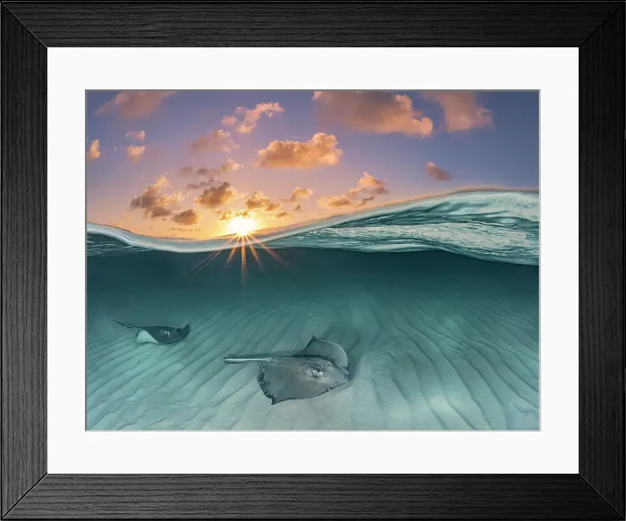 Framed Print : Southern Stingray (Dasyatis americana) over-under split image at the Stingray City sandbar in North Sound on Grand Cayman, Cayman Islands, British West Indies Framed Print : Southern Stingray (Dasyatis americana) over-under split image at the Stingray City sandbar in North Sound on Grand Cayman, Cayman Islands, British West Indies