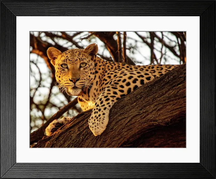 Framed Print : Leopard female in a tree, Okonjima Nature Reserve, Namibia Framed Print : Leopard female in a tree, Okonjima Nature Reserve, Namibia
