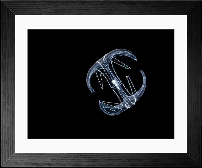 Framed Print : Ctenophora Comb Jellyfish, Grand Cayman, Cayman Islands, British West Indies