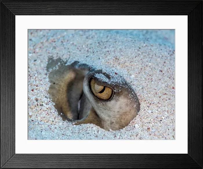 Framed Print : Southern Stingray (Dasyatis americana), Grand Cayman, Cayman Islands, British West Indies Framed Print : Southern Stingray (Dasyatis americana), Grand Cayman, Cayman Islands, British West Indies