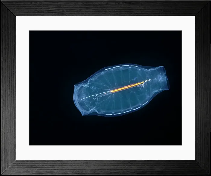 Framed Print : Ctenophora Comb Jellyfish, Grand Cayman, Cayman Islands, British West Indies