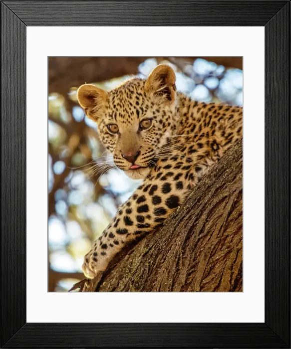 Framed Print : Leopard cub in a tree, Okonjima Nature Reserve, Namibia Framed Print : Leopard cub in a tree, Okonjima Nature Reserve, Namibia