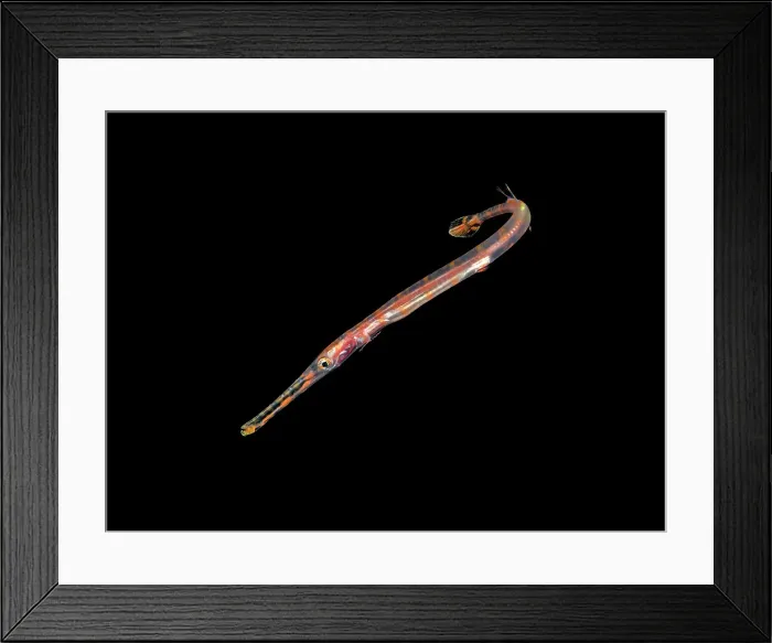 Framed Print : Trumpetfish (Aulostomus maculatus) on a black water cive on Grand Cayman, Cayman Islands, British West Indies