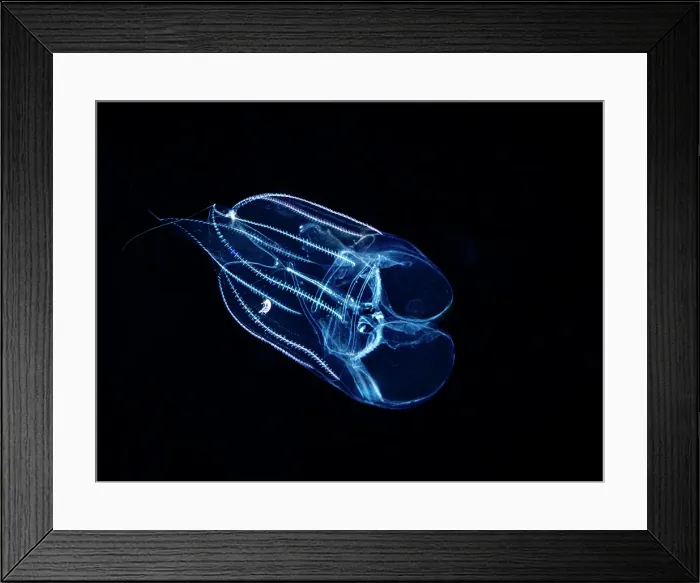 Framed Print : Ctenophora Comb Jellyfish, Grand Cayman, Cayman Islands, British West Indies