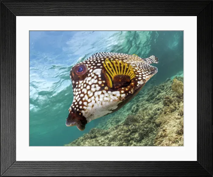 Framed Print : Smooth Trunkfish (Lactophrys triqueter), Grand Cayman, Cayman Islands, British West Indies Framed Print : Smooth Trunkfish (Lactophrys triqueter), Grand Cayman, Cayman Islands, British West Indies