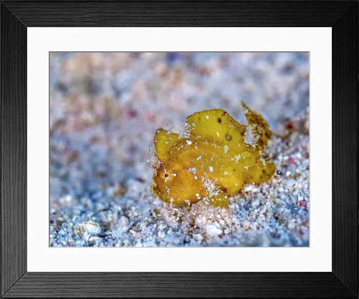 Framed Print : Dwarf frogfish (Antennarius pauciradiatus), Grand Cayman, Cayman Islands, British West Indies Framed Print : Dwarf frogfish (Antennarius pauciradiatus), Grand Cayman, Cayman Islands, British West Indies