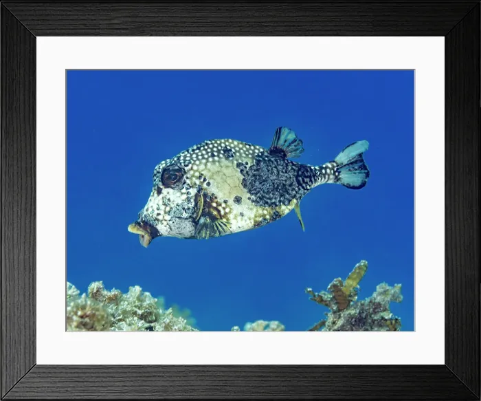 Framed Print : Smooth Trunkfish (Lactophrys triqueter), Grand Cayman, Cayman Islands, British West Indies Framed Print : Smooth Trunkfish (Lactophrys triqueter), Grand Cayman, Cayman Islands, British West Indies