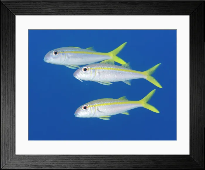 Framed Print : Yellow Goatfish (Mulloidichthys martinicus), Grand Cayman, Cayman Islands, British West Indies