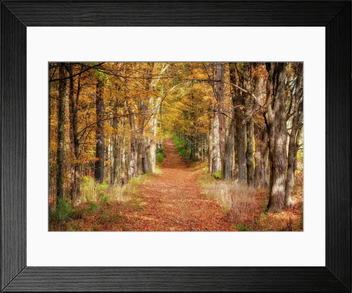 Framed Print : Forest in Moore State Park Paxton, Paxton, Massachusetts, New England, USA Framed Print : Forest in Moore State Park Paxton, Paxton, Massachusetts, New England, USA