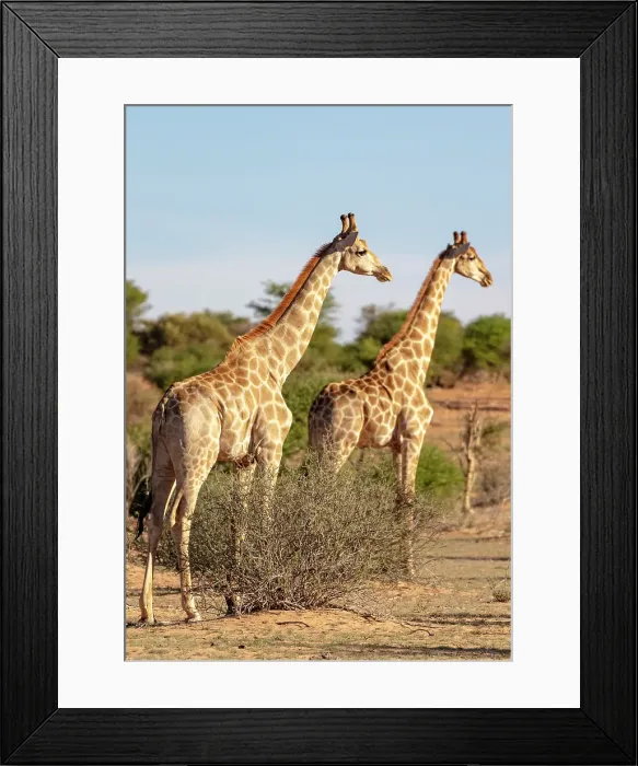 Framed Print : Giraffe, Bagatelle Kalahari Game Ranch, Mariental, Namibia Framed Print : Giraffe, Bagatelle Kalahari Game Ranch, Mariental, Namibia