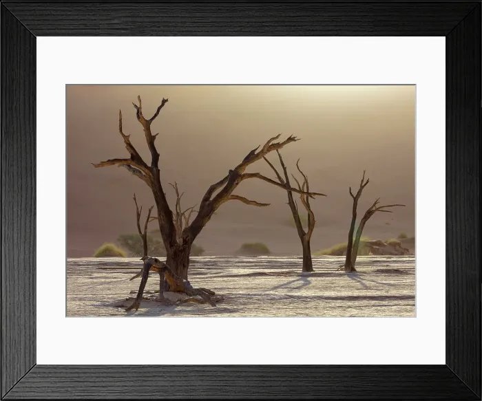 Framed Print : Dead camel thorn trees on a dried-up white mud pan & sand dunes, Dead Vlei, Namib-Naukluft National Park, Namib Desert, Namibia Framed Print : Dead camel thorn trees on a dried-up white mud pan & sand dunes, Dead Vlei, Namib-Naukluft National Park, Namib Desert, Namibia