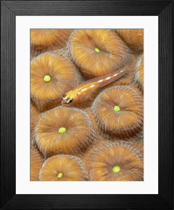 Framed Print : Glass Goby (Coryphopterus hyalinus), Grand Cayman, Cayman Islands, British West Indies