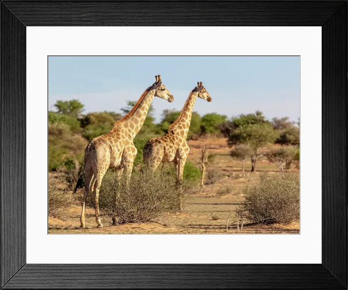 Framed Print : Giraffe, Bagatelle Kalahari Game Ranch, Mariental, Namibia Framed Print : Giraffe, Bagatelle Kalahari Game Ranch, Mariental, Namibia
