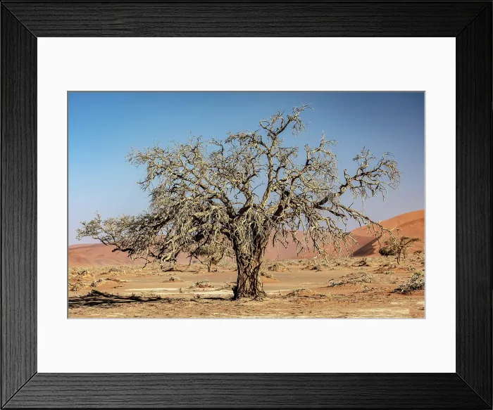 Framed Print : Old camelthorn tree, Sossusvlei, Namib Naukluft Park, Namib Desert, Namibia Framed Print : Old camelthorn tree, Sossusvlei, Namib Naukluft Park, Namib Desert, Namibia