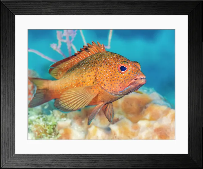 Framed Print : Coney (Cephalopholis fulva), Grand Cayman, Cayman Islands, British West Indies