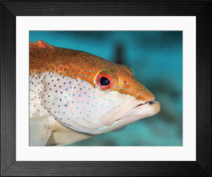 Framed Print : Coney (Cephalopholis fulva) bi-color phase, Grand Cayman, Cayman Islands, British West Indies Framed Print : Coney (Cephalopholis fulva) bi-color phase, Grand Cayman, Cayman Islands, British West Indies