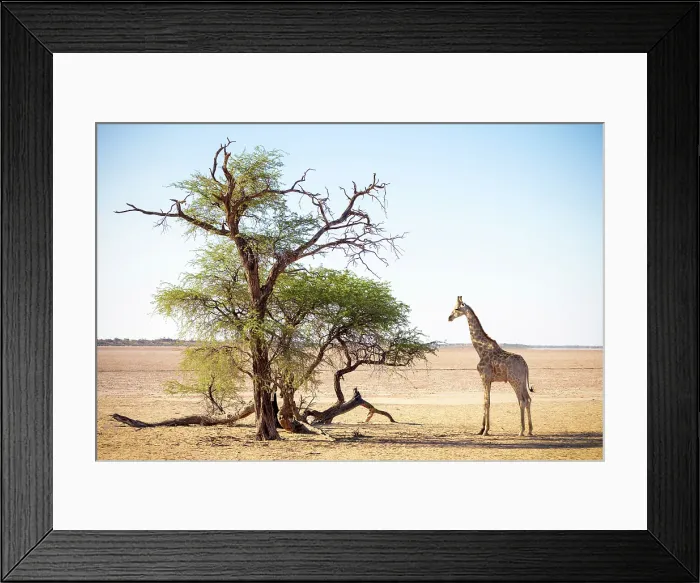 Framed Print : Giraffe and tree in wide open space, Bagatelle Kalahari Game Ranch, Mariental, Namibia Framed Print : Giraffe and tree in wide open space, Bagatelle Kalahari Game Ranch, Mariental, Namibia