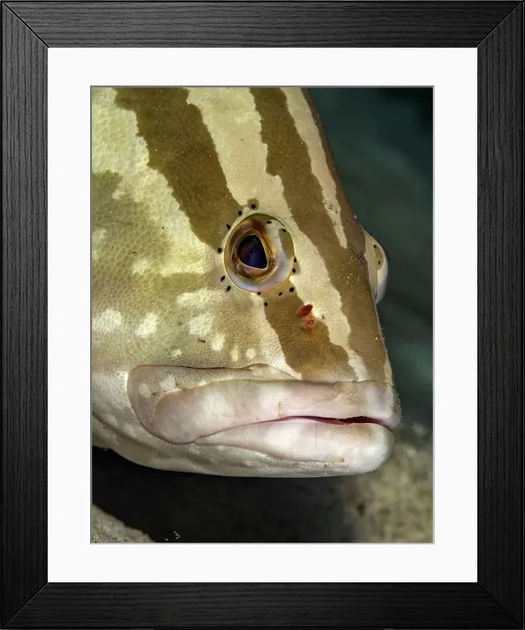 Framed Print : Nassau Grouper (Epinephelus striatus), Grand Cayman, Cayman Islands, British West Indies Framed Print : Nassau Grouper (Epinephelus striatus), Grand Cayman, Cayman Islands, British West Indies