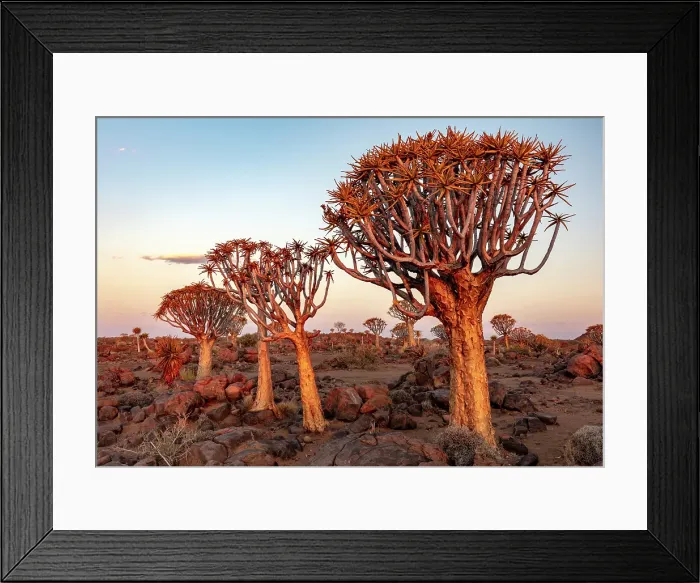 Framed Print : Quiver trees (Aloidendron dichotomum), Quiver tree Forest, near Keetmanshoop, Namibia Framed Print : Quiver trees (Aloidendron dichotomum), Quiver tree Forest, near Keetmanshoop, Namibia