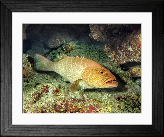 Framed Print : Tiger Grouper (Mycteroperca tigris), Grand Cayman, Cayman Islands, British West Indies Framed Print : Tiger Grouper (Mycteroperca tigris), Grand Cayman, Cayman Islands, British West Indies