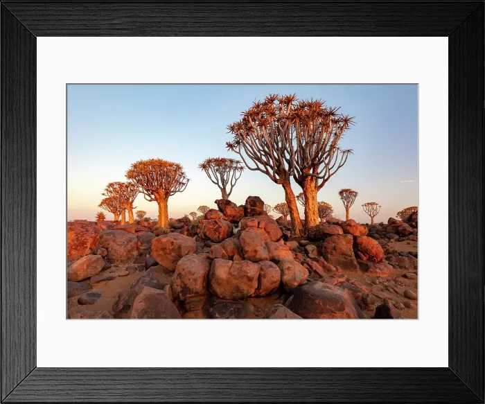 Framed Print : Quiver trees (Aloidendron dichotomum), Quiver tree Forest, near Keetmanshoop, Namibia Framed Print : Quiver trees (Aloidendron dichotomum), Quiver tree Forest, near Keetmanshoop, Namibia