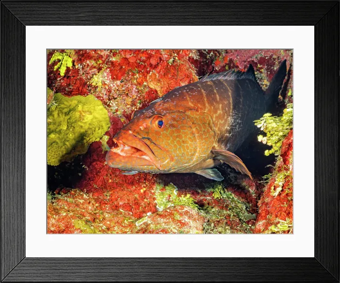 Framed Print : Tiger Grouper (Mycteroperca tigris), Grand Cayman, Cayman Islands, British West Indies Framed Print : Tiger Grouper (Mycteroperca tigris), Grand Cayman, Cayman Islands, British West Indies